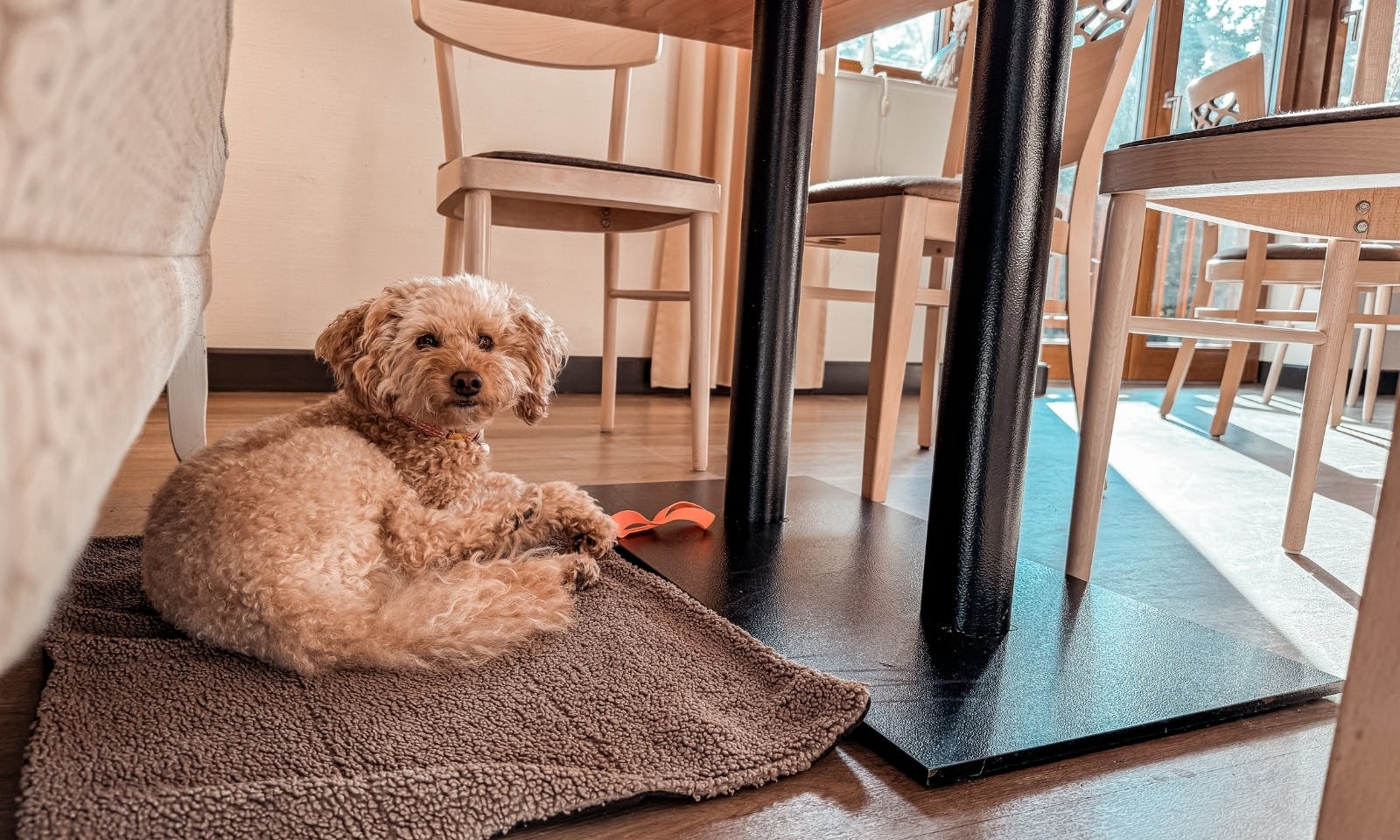 Frühstück im Okelmann’s Café mit Hund