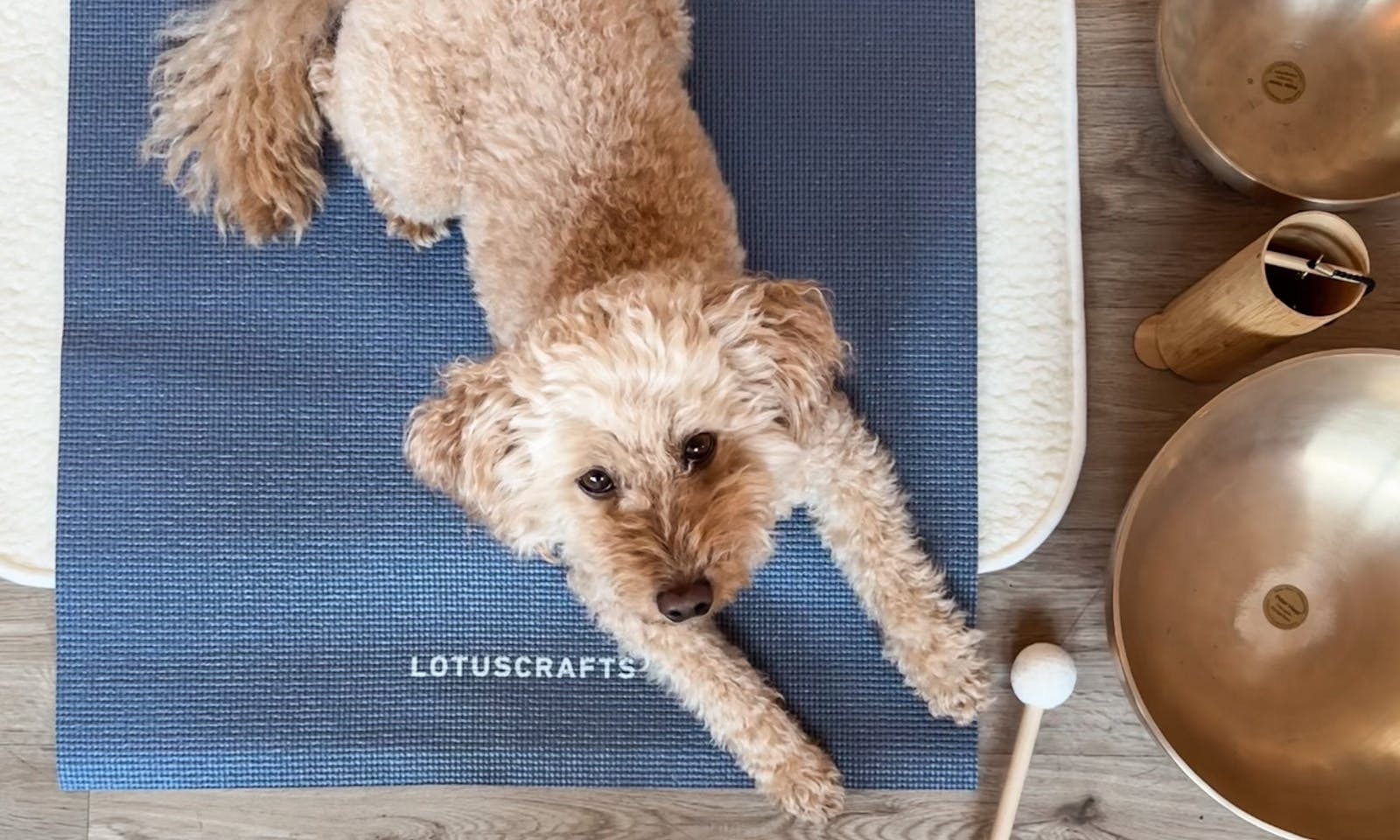 Goldendoodle ist auf einer Yoga-Matte
