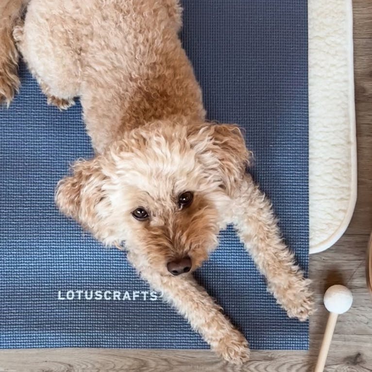 Yogahotel mit Hund im Okelmanns