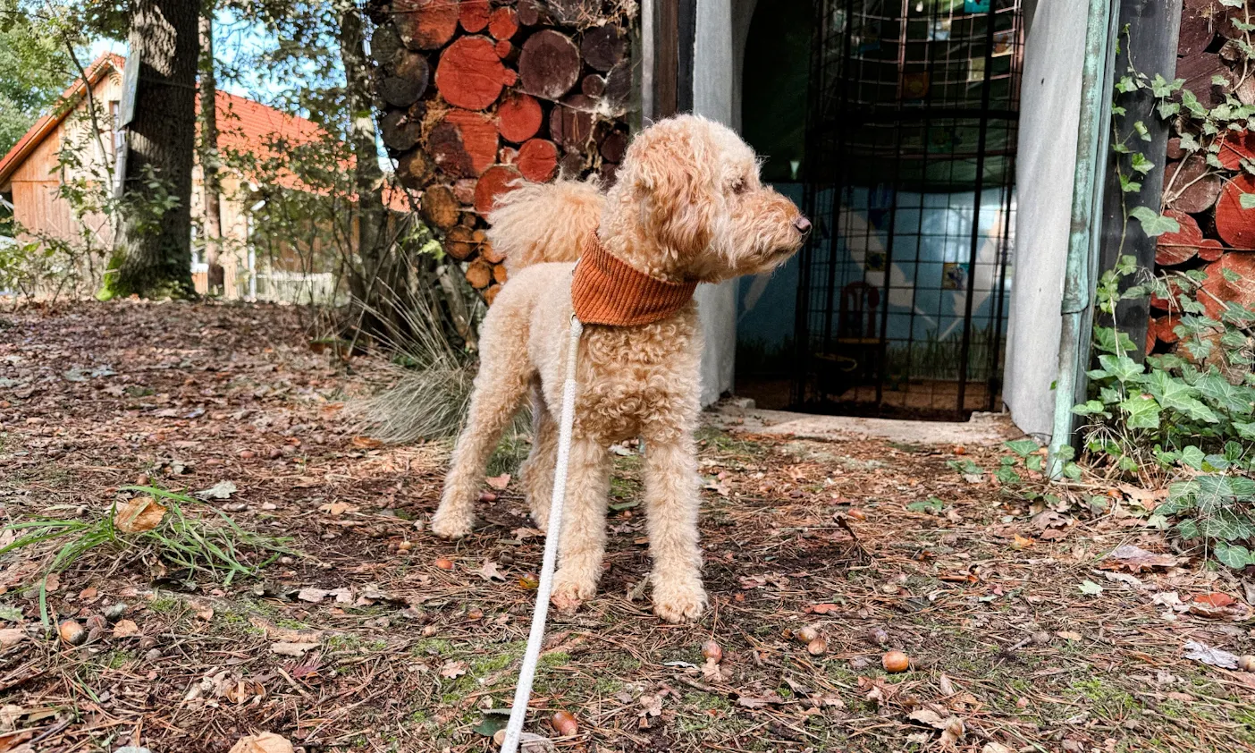 Hund vor dem Skulpturenweg in Warpe