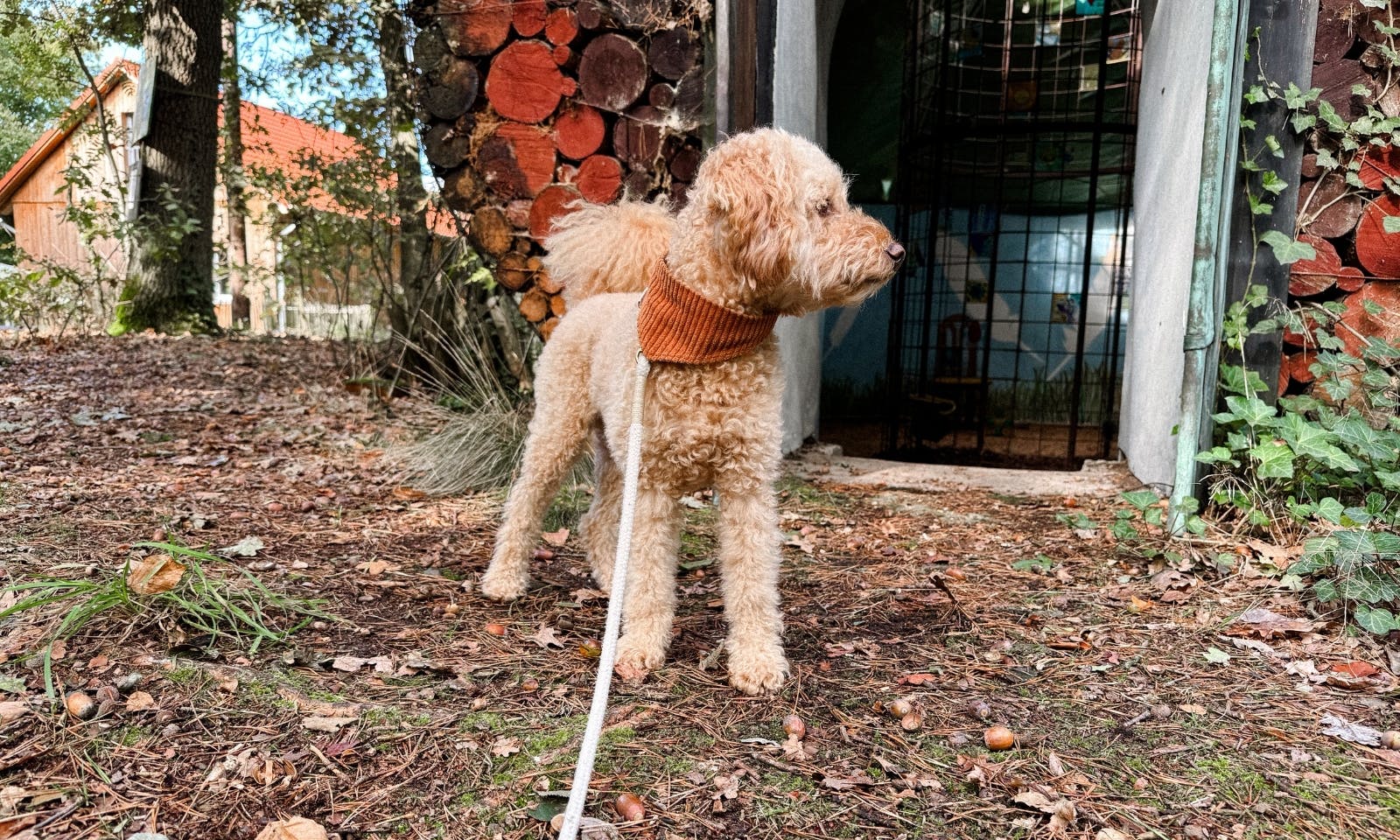 Hund vor dem Skulpturenweg in Warpe