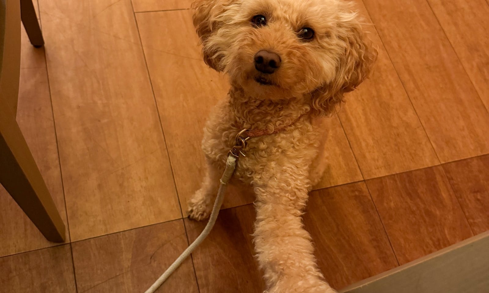 Hundefreundliches Restaurant im Okelmann’s Hotel