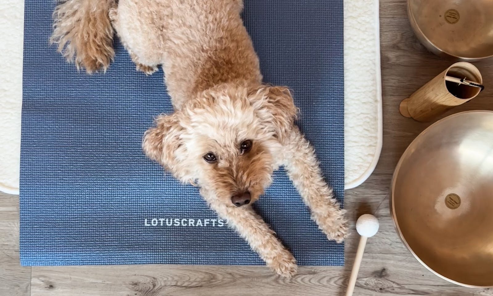 Pudelmischling beim Yin-Doga mit Hund