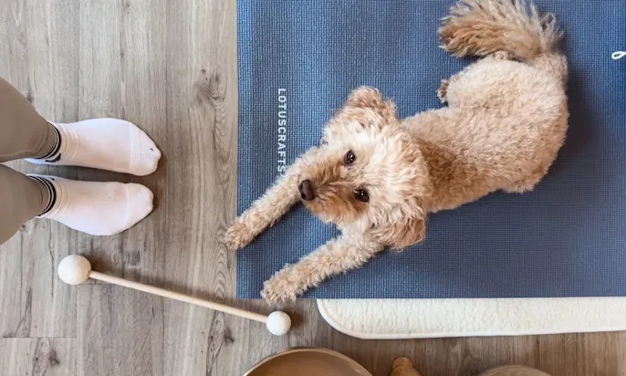 Pudelmischling beim Yin-Doga mit Hund