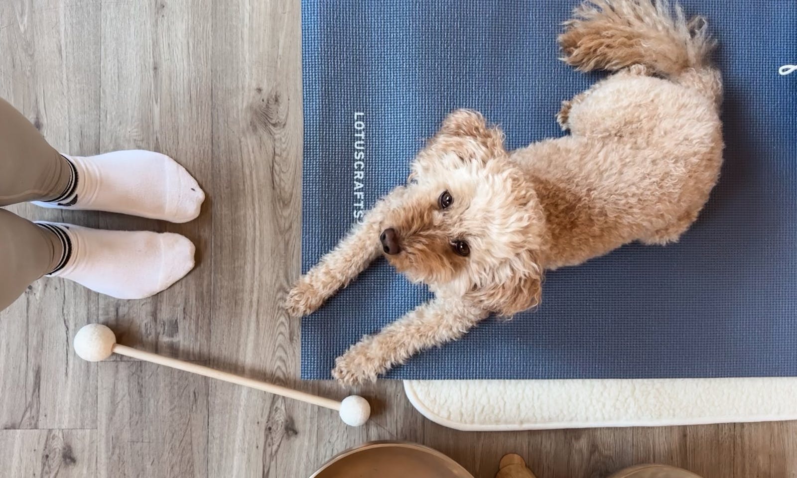 Pudelmischling beim Yin-Doga mit Hund