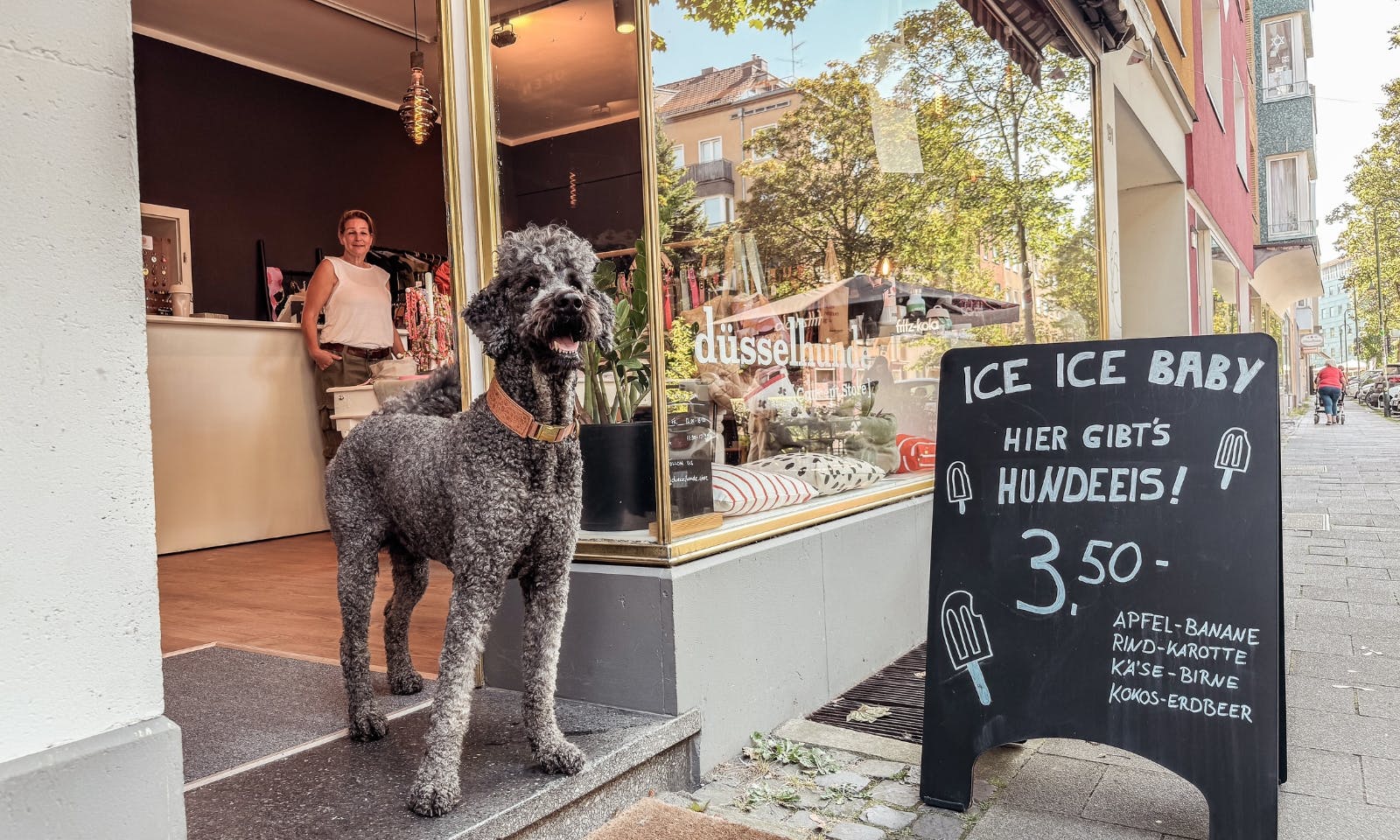 Goldendoodle Pelle im Concept Store düsselhunde in Düsseldorf Flingern