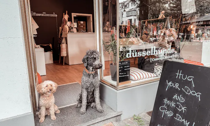 Pelle und Java, zwei Goldendoodle, sitzen im Eingang der Hundeboutique düsselhunde Store in Düsseldorf Flingern