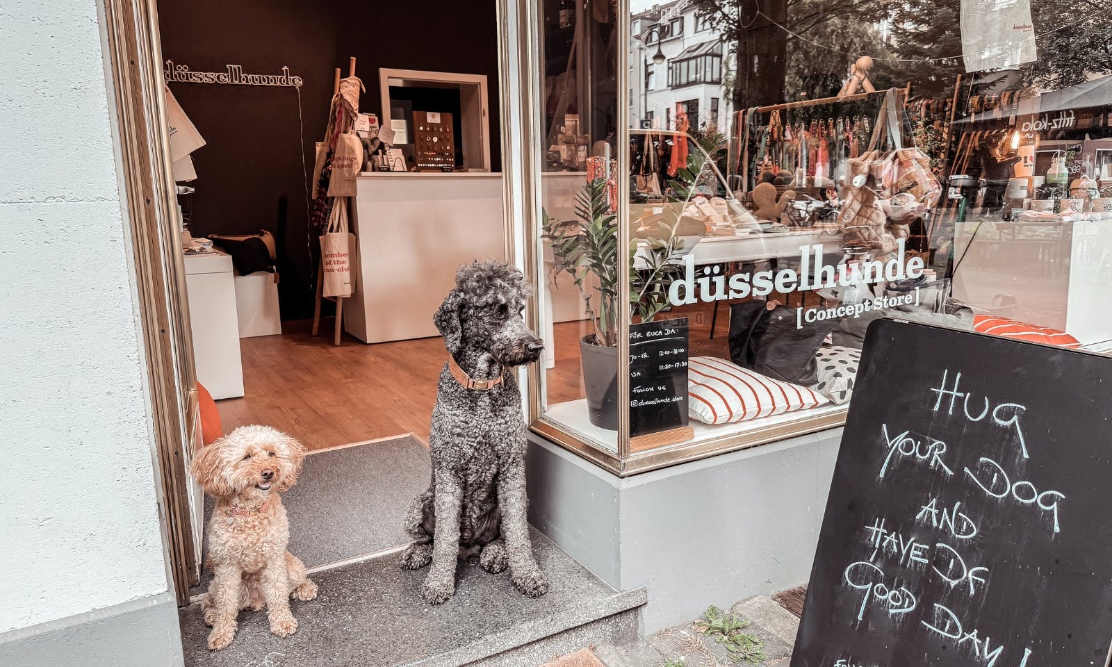 Pelle und Java, zwei Goldendoodle, sitzen im Eingang der Hundeboutique düsselhunde Store in Düsseldorf Flingern