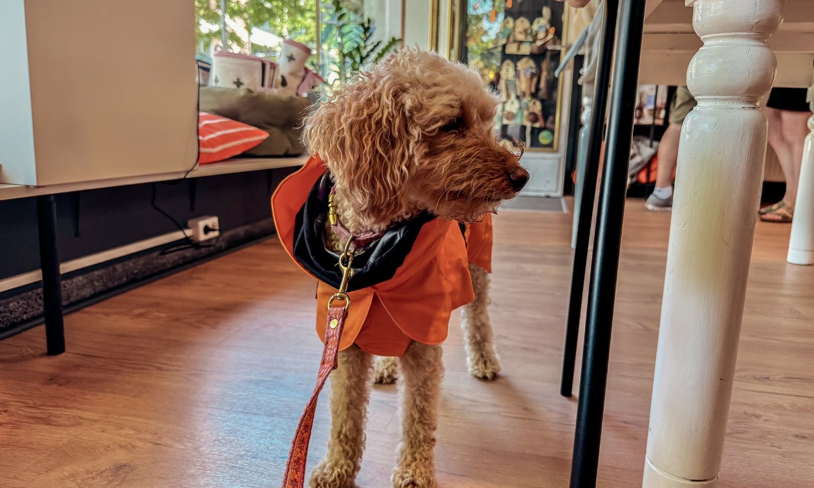 Goldendoodle Java in der Hundeboutique in Düsseldorf Flingern düsselhunde