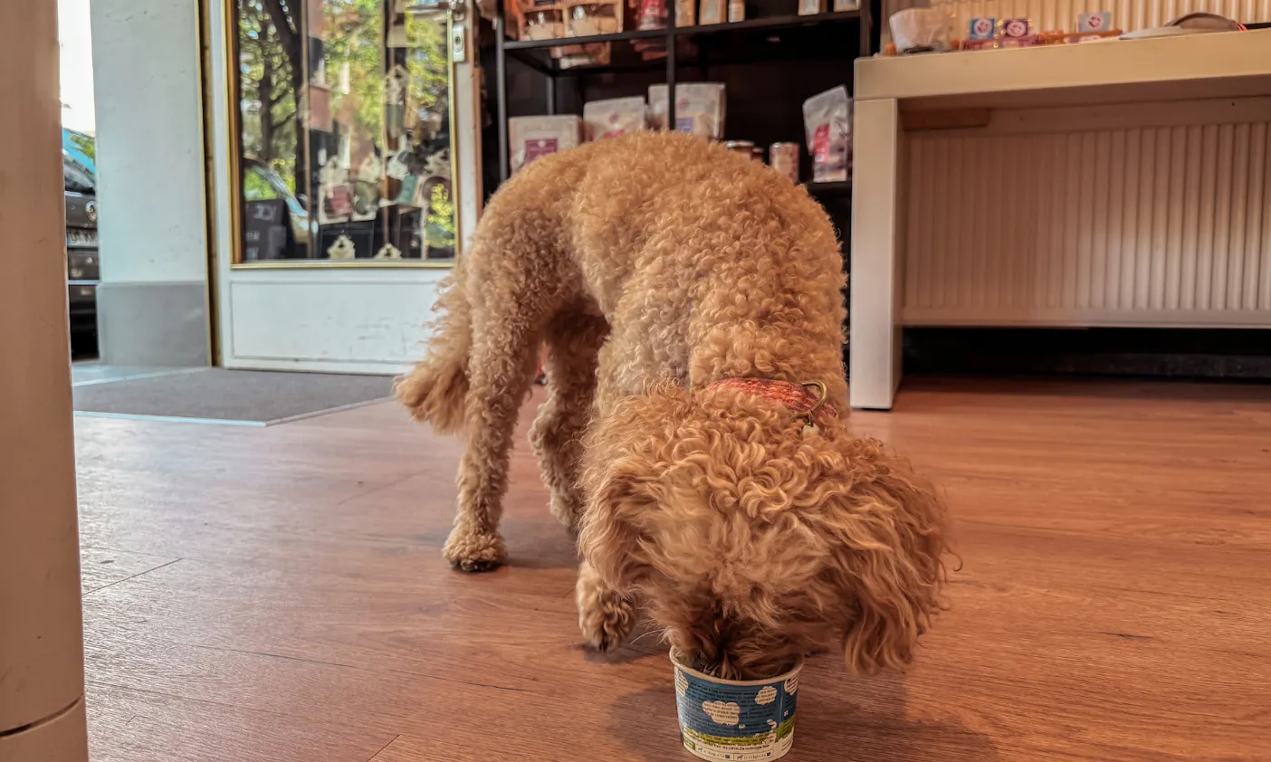 Düsselhunde Concept Store in Düsseldorf Flingern