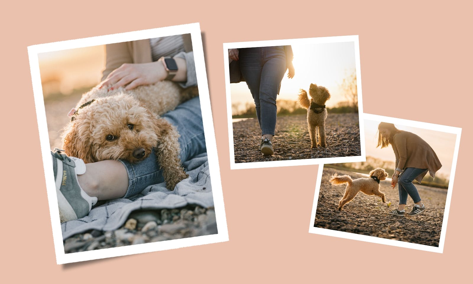 Hundehaftpflichtversicherung