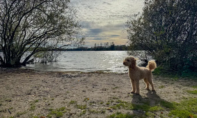 Elbsee mit Hund