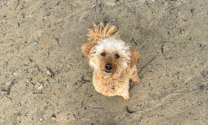 Elbsee mit Hund