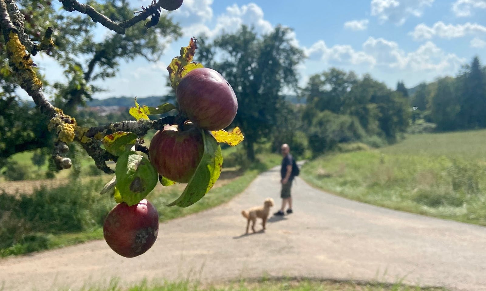 Streuobstwiesen und Weitblicke im Bliesgau