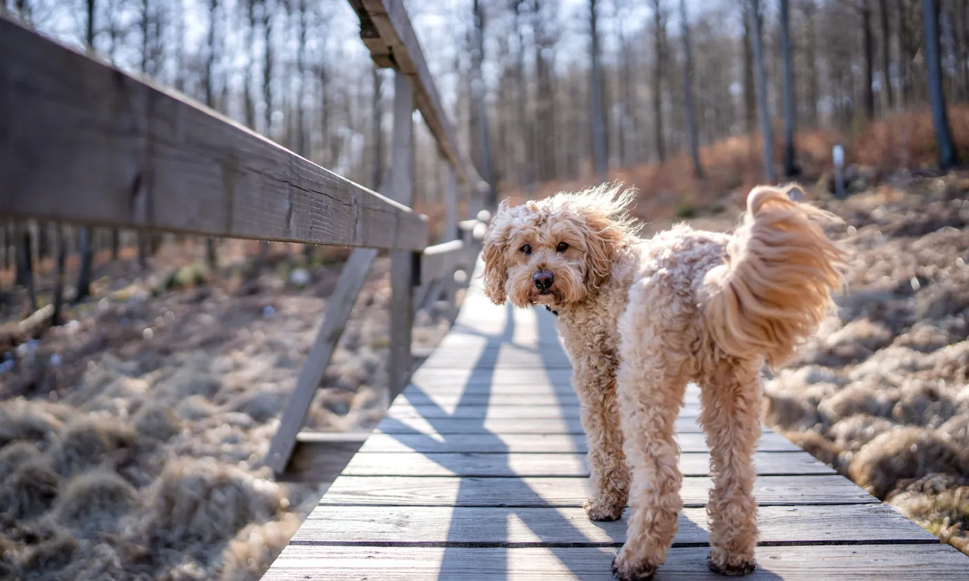 Wandern im Naturpark Saar-Hunsrück: mit Goldendoodle