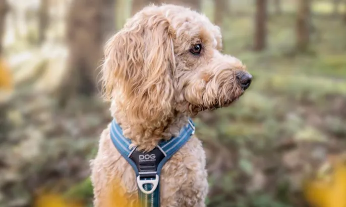 Goldendoodle Henry im Saarland