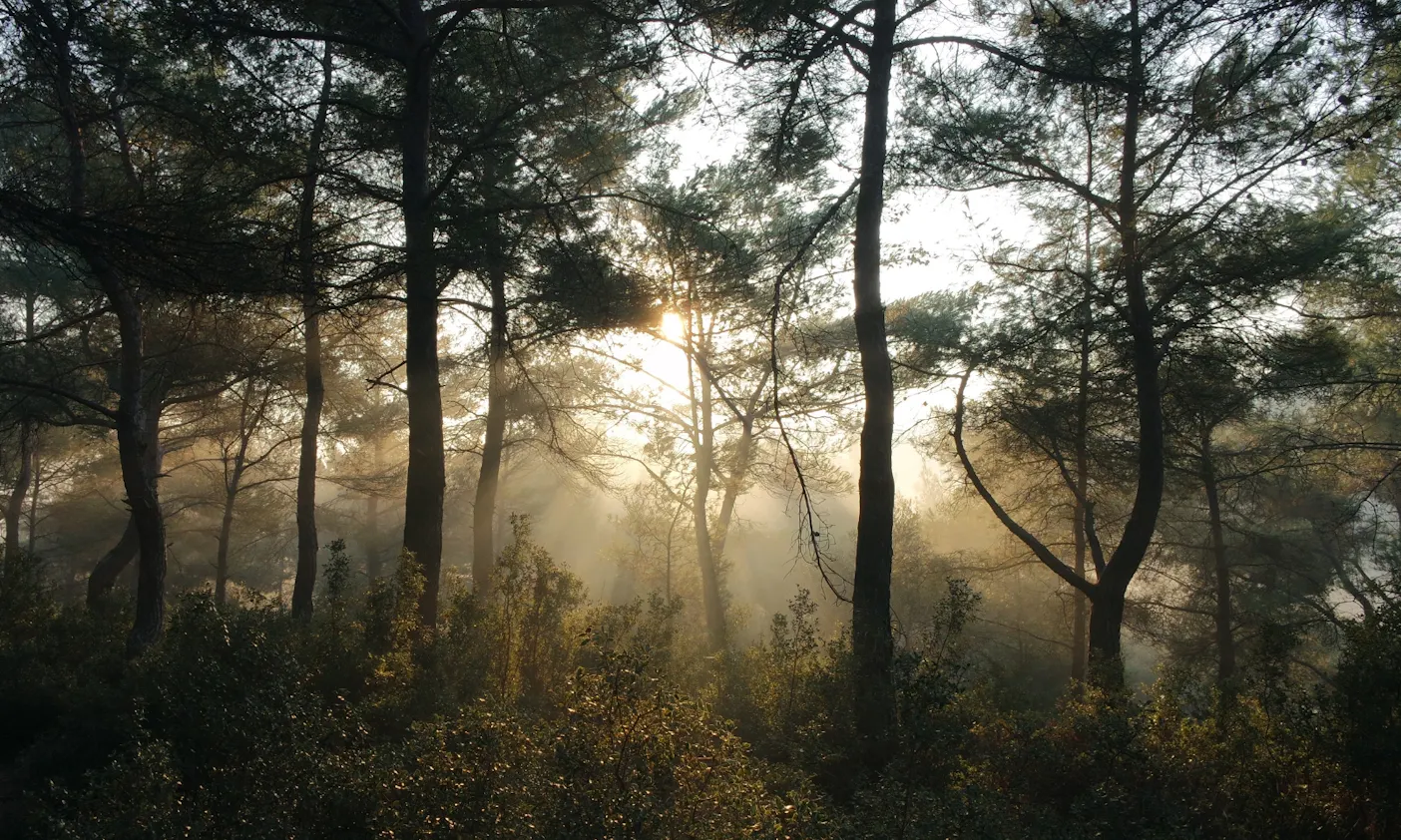 Urwald vor den Toren der Stadt