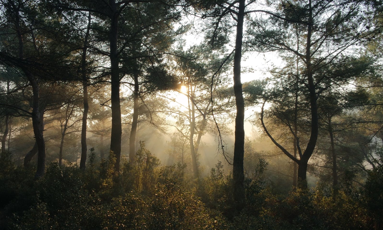 „Urwald vor den Toren der Stadt“