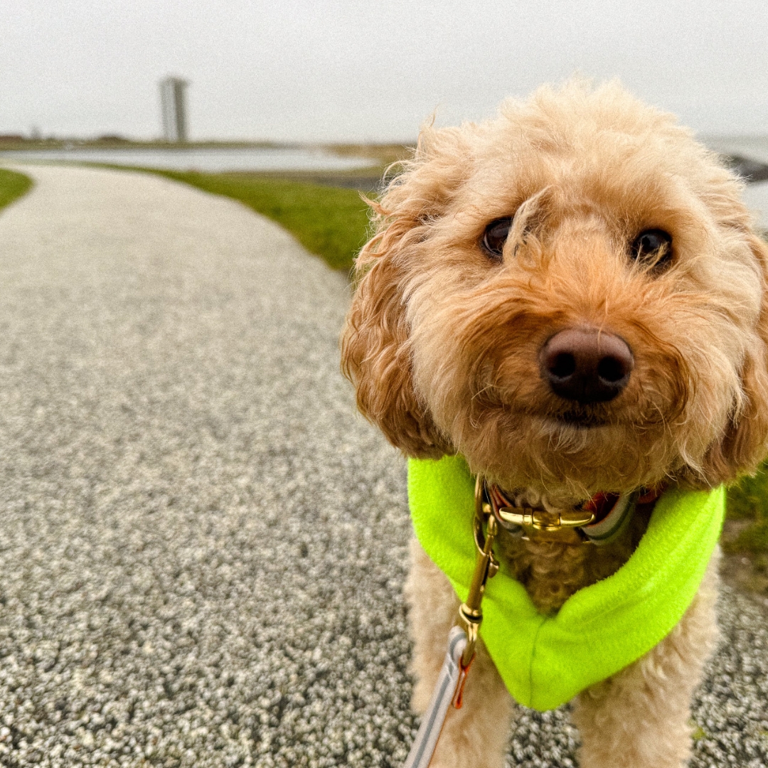 Hund in Büsum im Winter