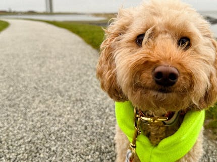 Hund in Büsum im Winter