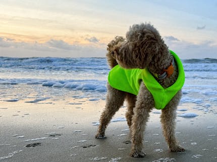 Sylt mit Hund im Winter