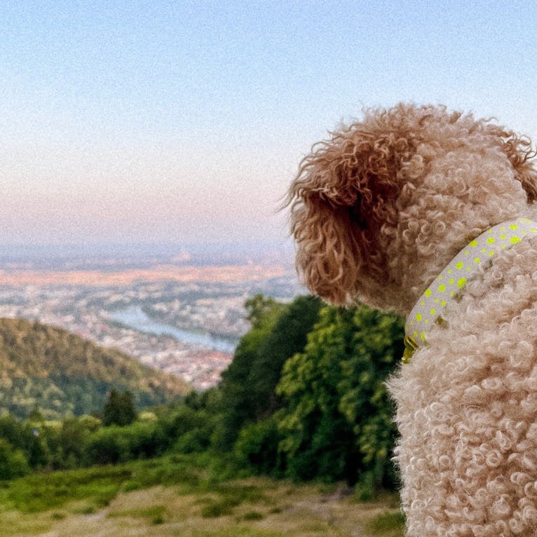 Berggasthof Königstuhl in Heidelberg mit Hund