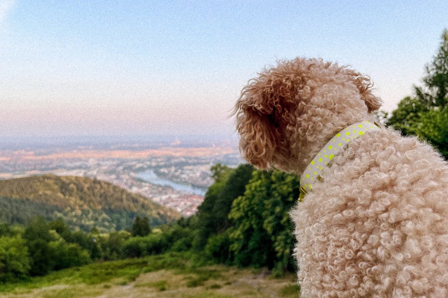 Berggasthof Königstuhl in Heidelberg mit Hund