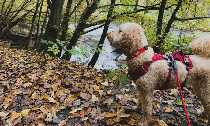 Hund auf einem vom Laub bedeckten Wanderweg in einem Solinger Wald