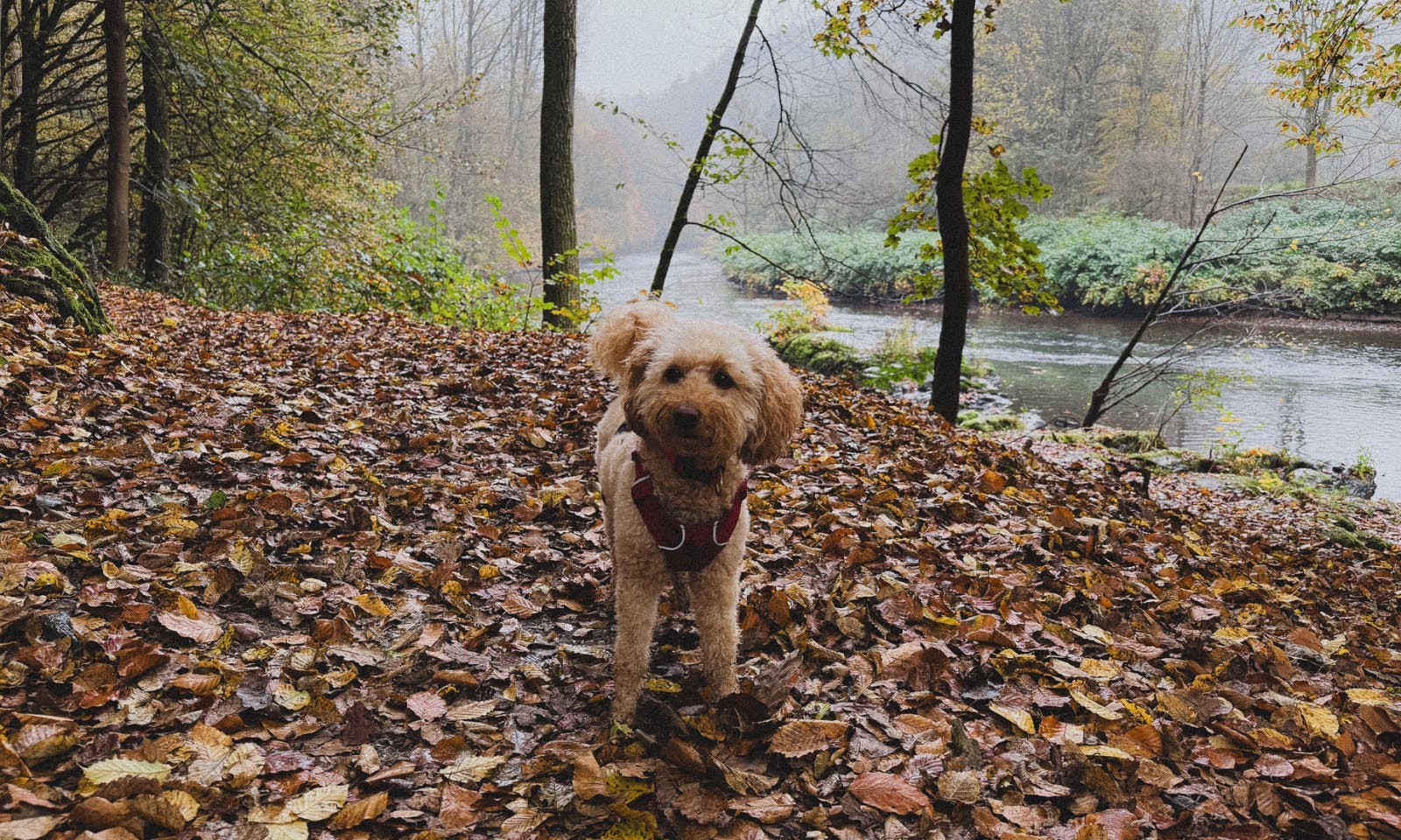 Wupper mit Hund