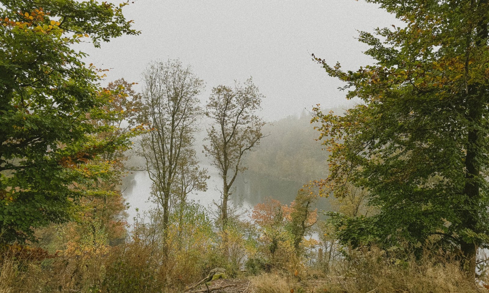 Blick auf einen See aus einem Wald heraus in Solingen