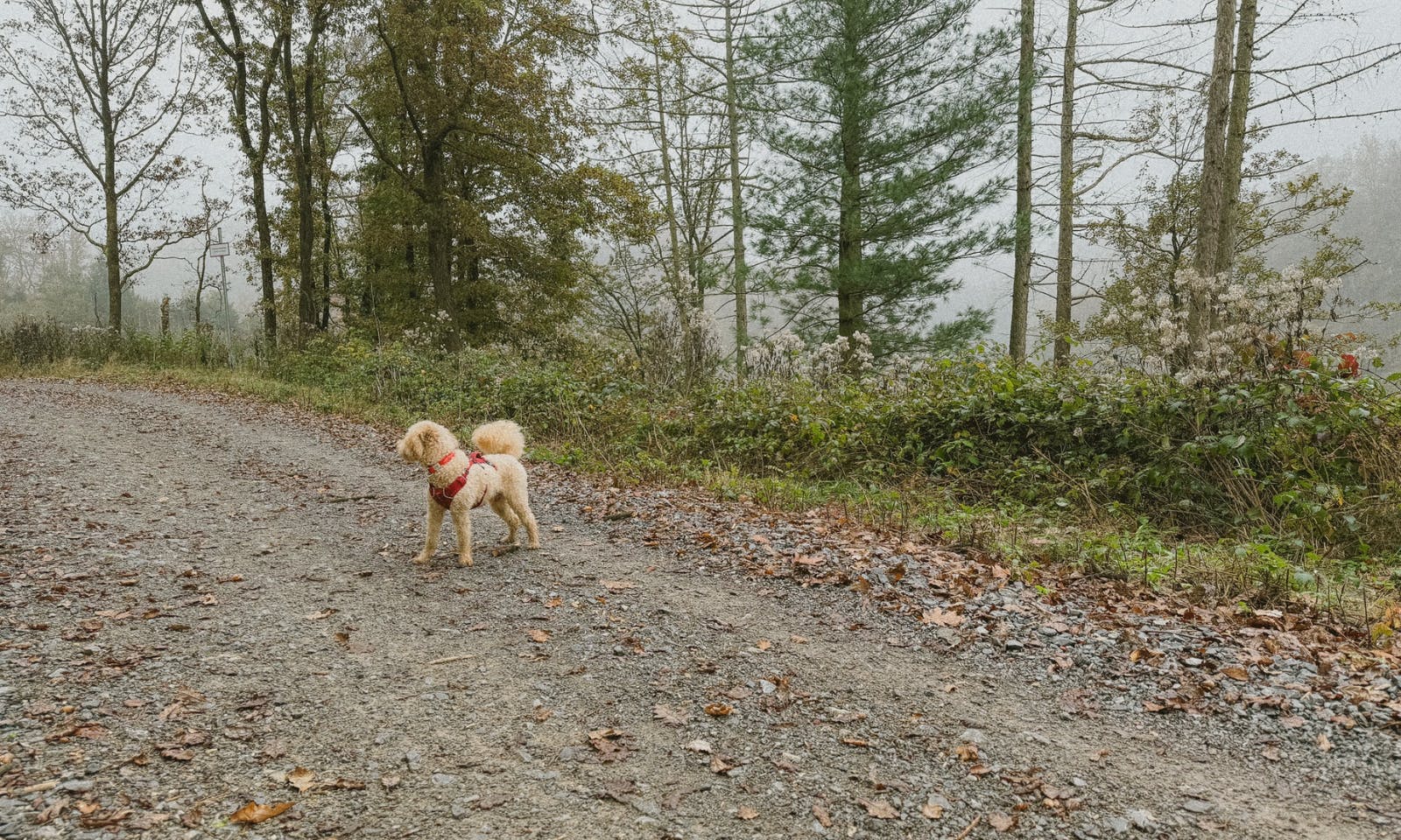 Sengbachtalsperre mit Hund