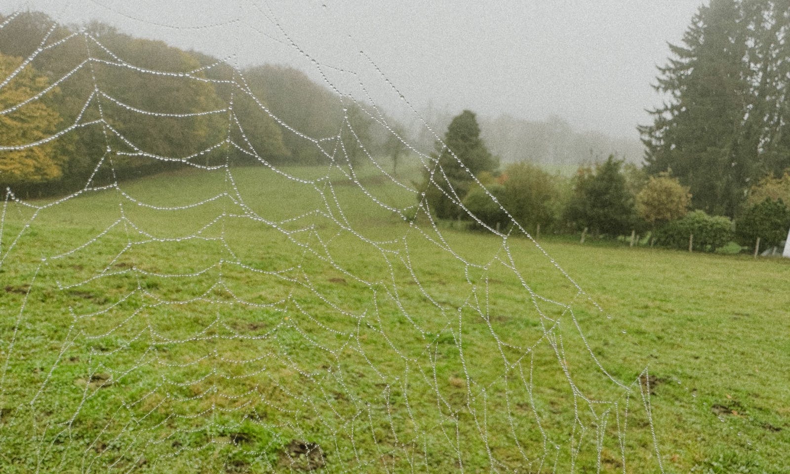 Blick auf ein großes Feld mit einem Spinnennetz im Vordergrund