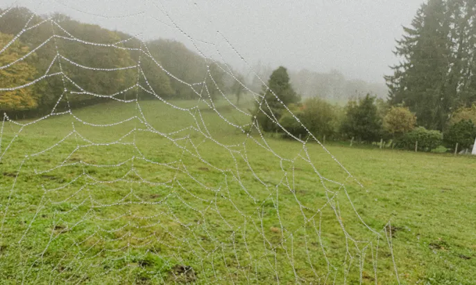 Blick auf ein großes Feld mit einem Spinnennetz im Vordergrund