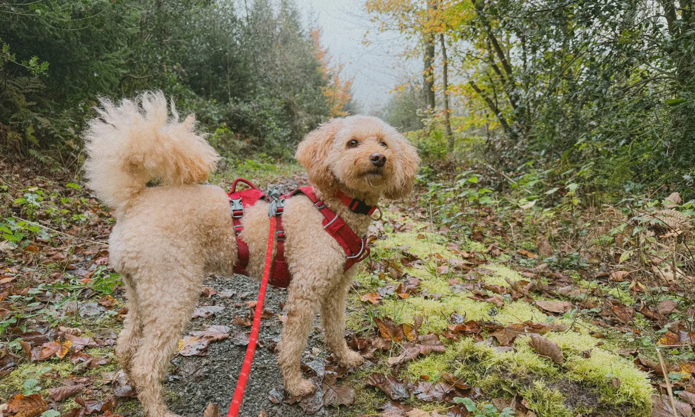 Hund auf einem Wanderweg in Solingen