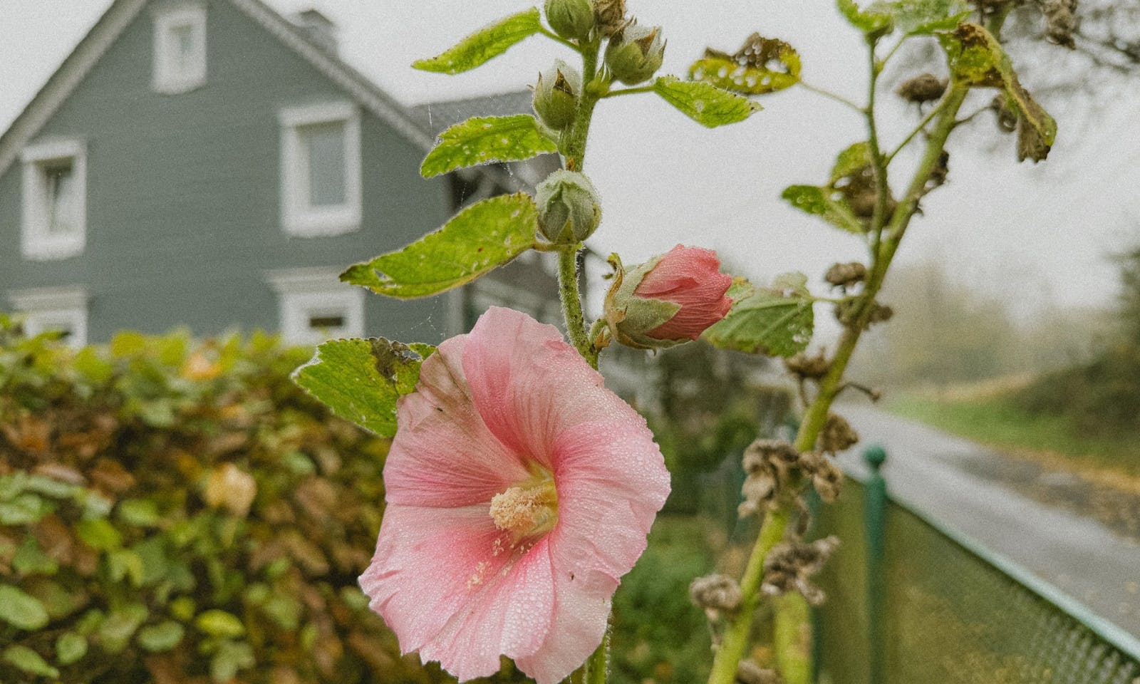 Stockrose