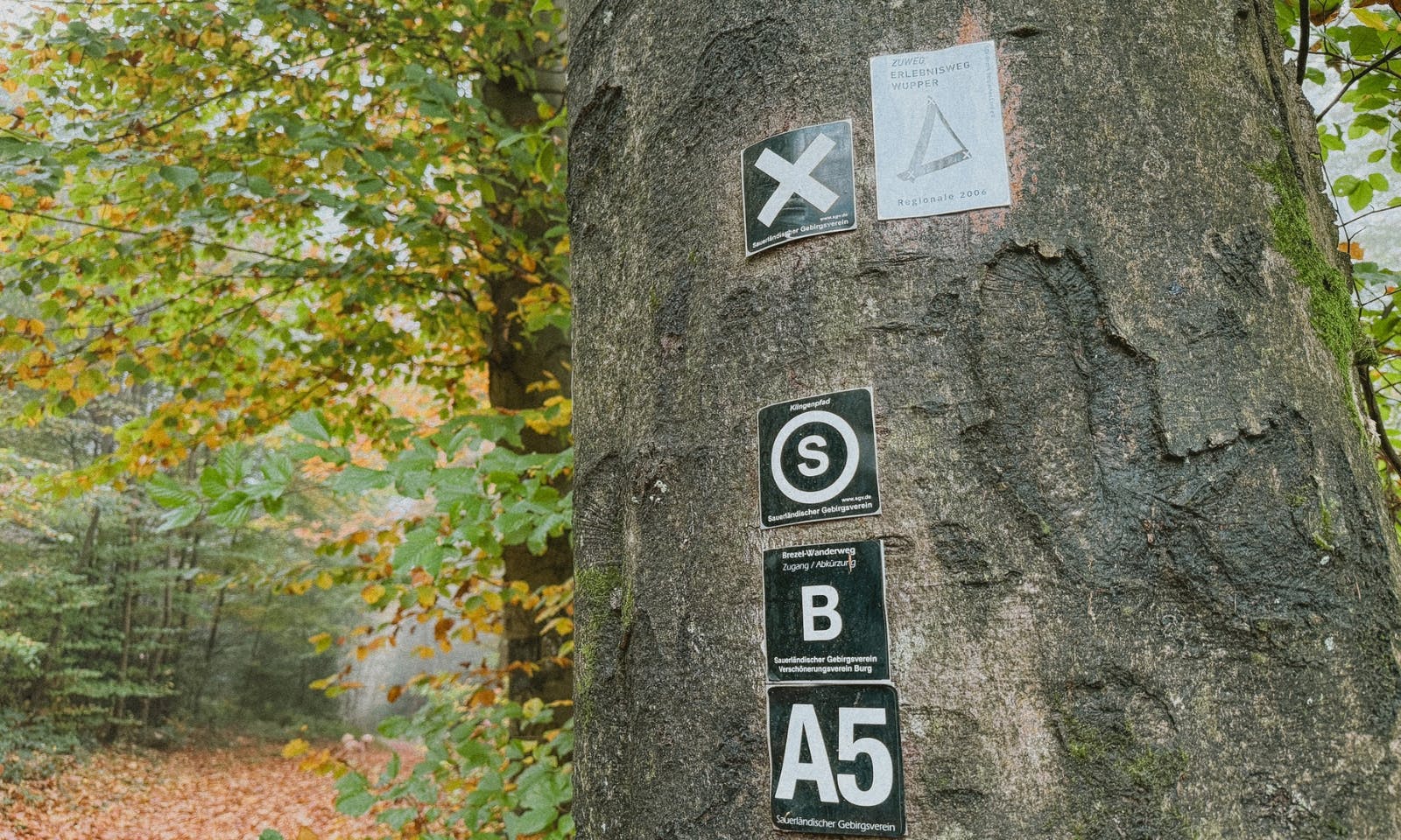 Ein Baum mit Markierungen für bestimmte Wanderwege in Solingen