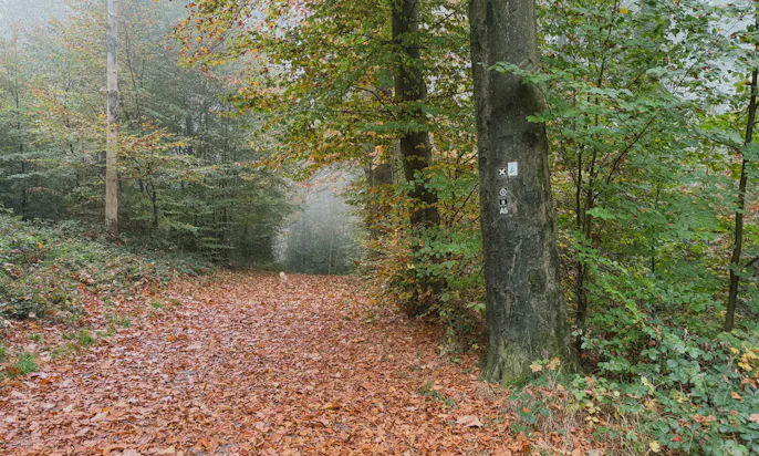 Ein Wanderweg überdeckt von Laub in einem Solinger Wald