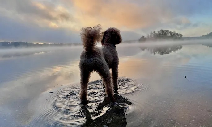 Golden Doodle im Chalet Resort am Steinberger See bei Sonnenaufgang im Sommer
