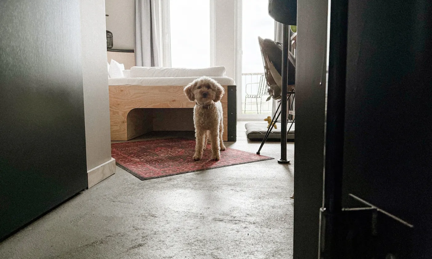 Bretterbude in Büsum mit Hund