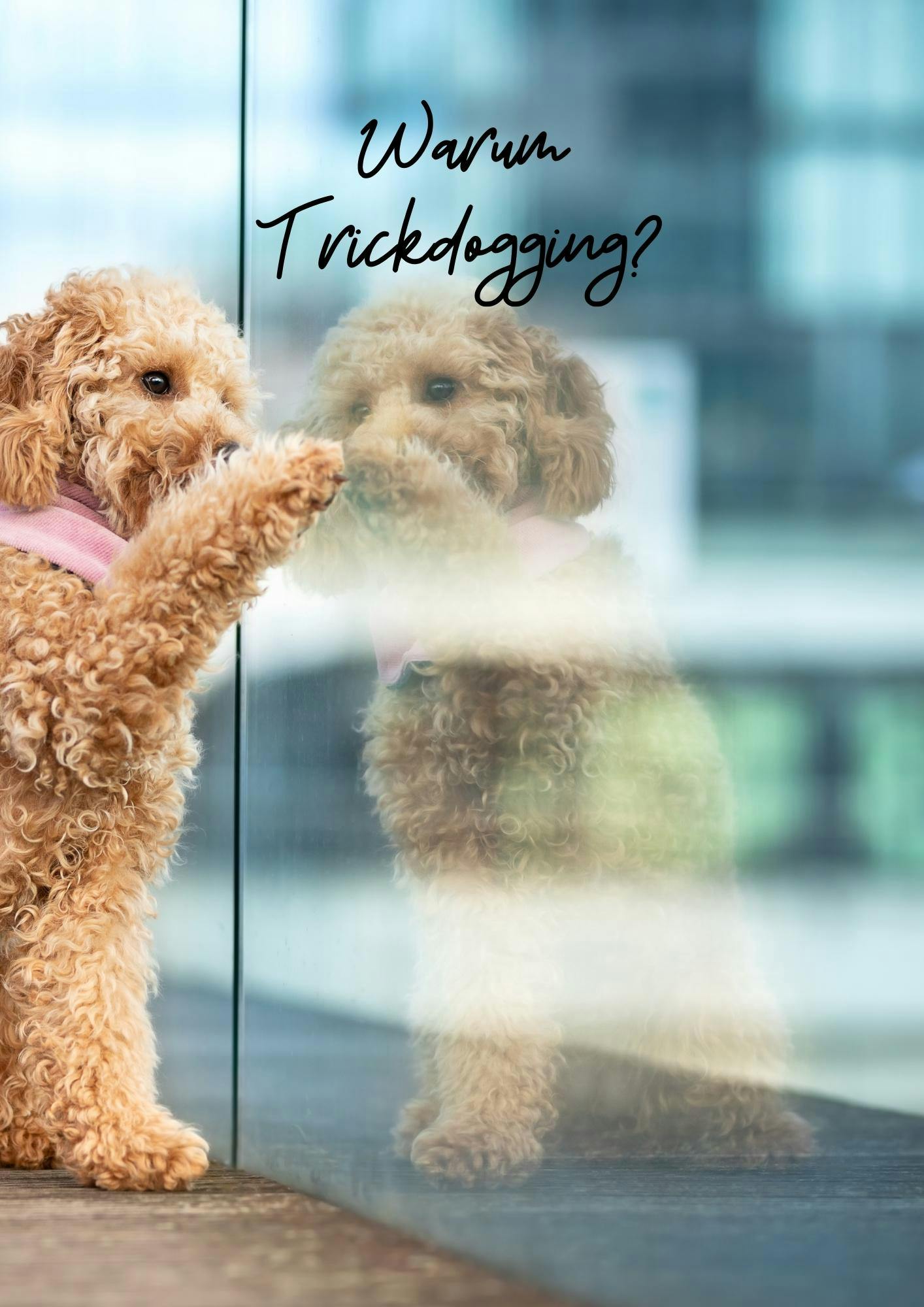E-Book 21 niedliche Hundetricks - Warum Trickdogging Cover