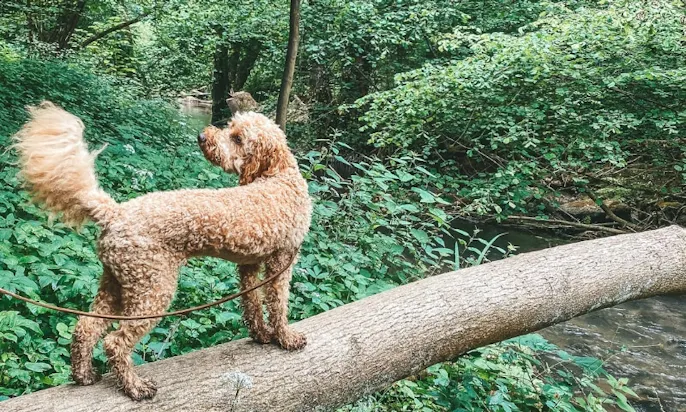 Bergisches Land mit Hund
