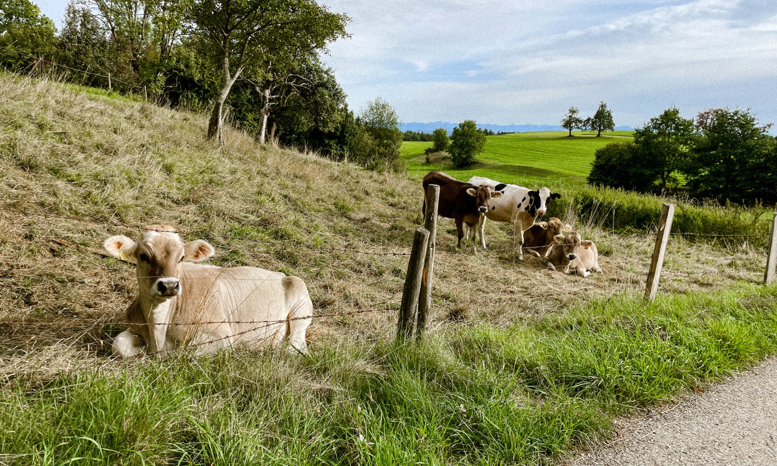 Kühe auf einer Gassirunde im Allgäu