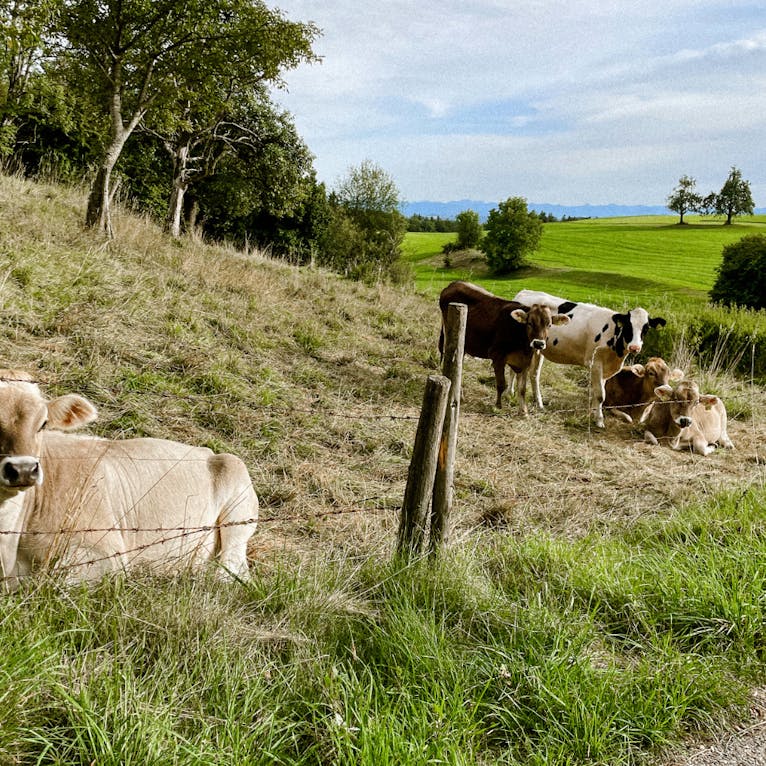 Kühe