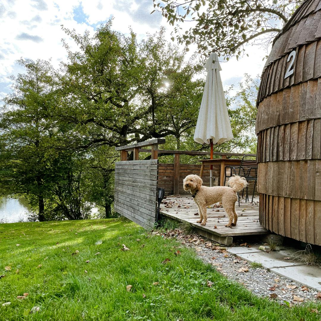 Iglucamping mit Hund