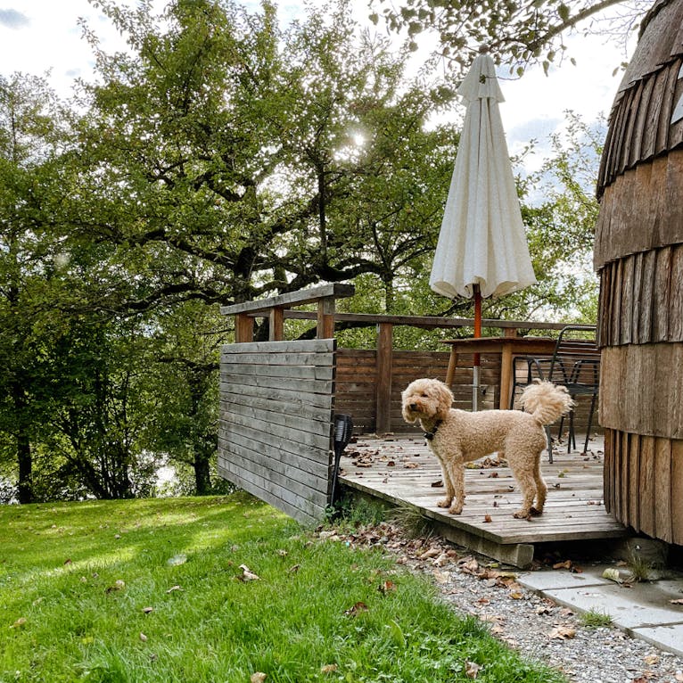 Glamping im Iglucamping mit Hund in Bayern mit Hund
