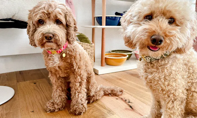 Cavapoo Lotti und Goldendoodle Java