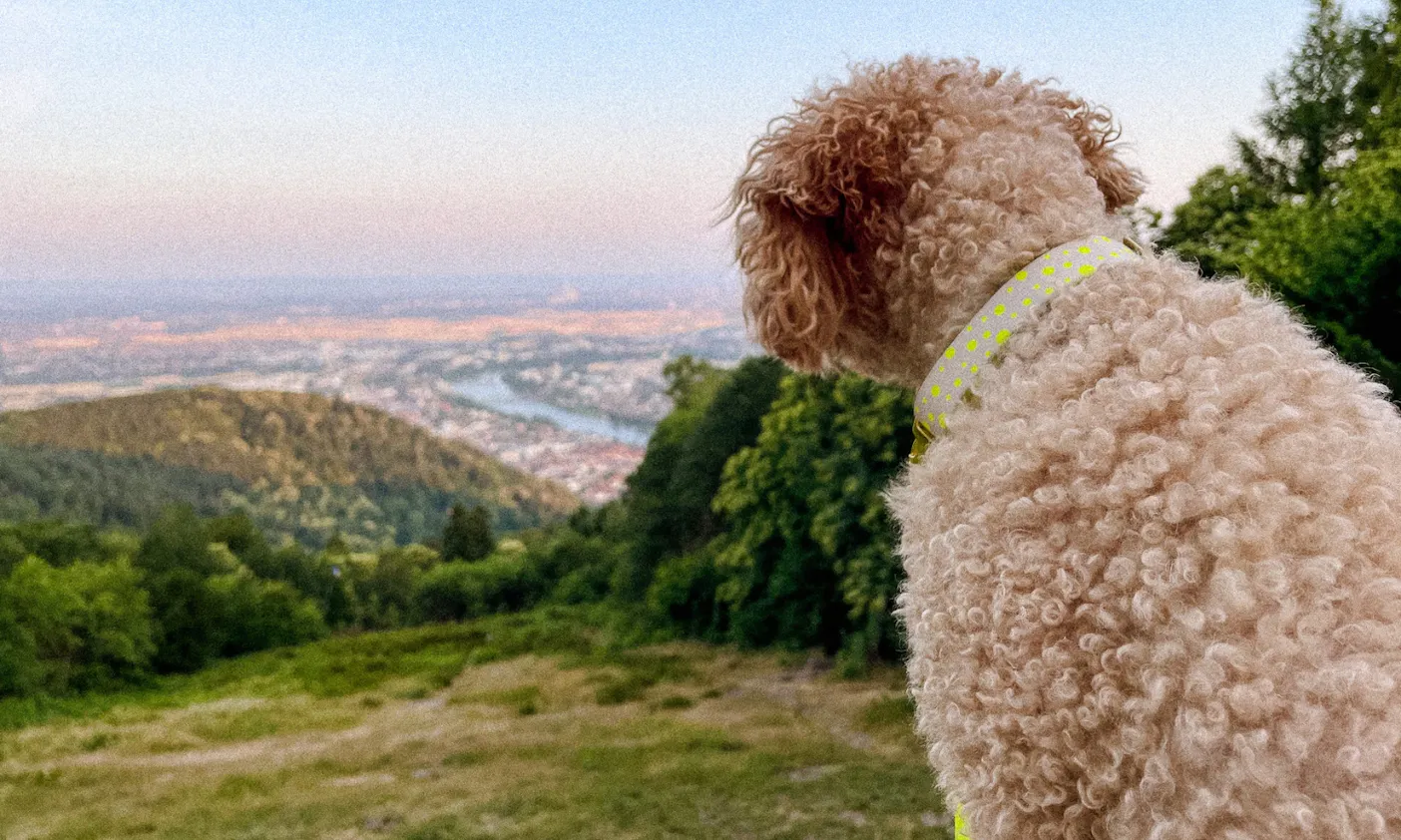 Hundehalsband "Hello Summer" von Hundeklunker aus Osnabrück