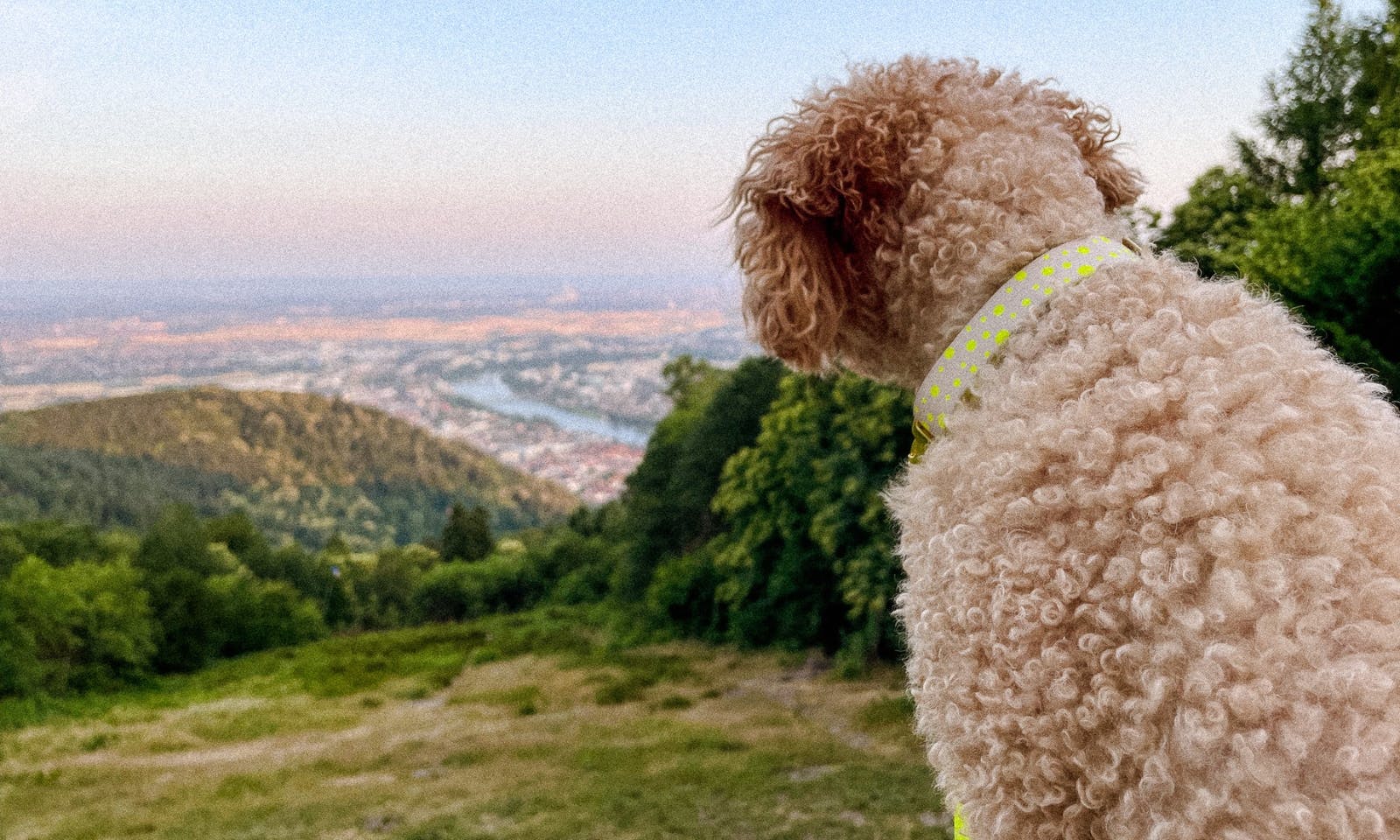 Hundehalsband "Hello Summer" von Hundeklunker aus Osnabrück