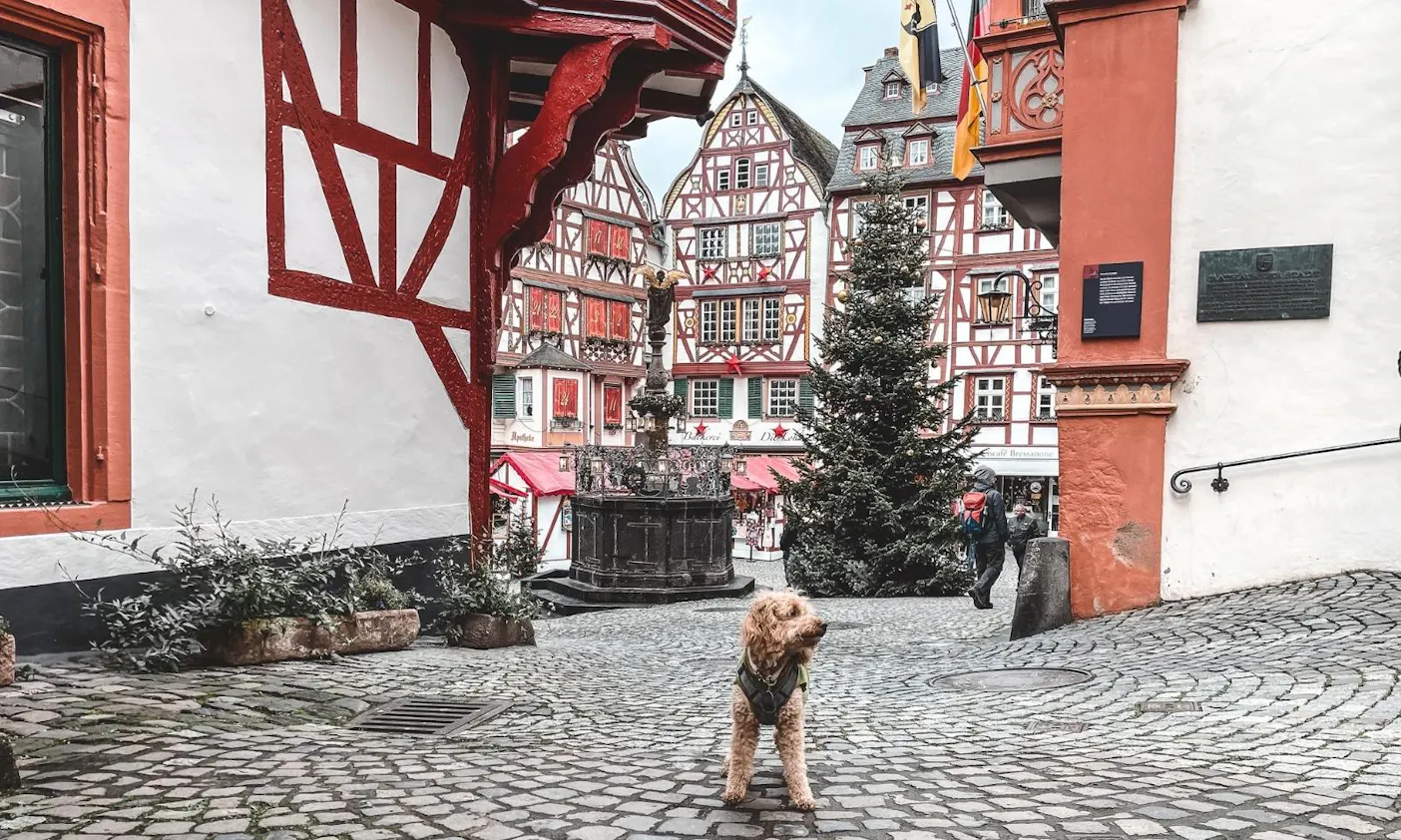 Hündin Java unterwegs an der Mosel in Bernkastel-Kues