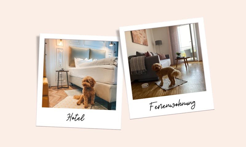 Hotel oder Ferienwohnung mit Hund im Urlaub?